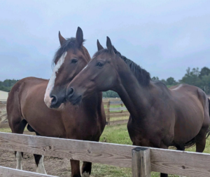 Two brown horses stand close together behind a wooden fence in a grassy paddock, heads touching in a calm moment.
