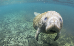 Underwater view of a manatee swimming toward the camera in clear blue water, with a rocky seabed beneath.
