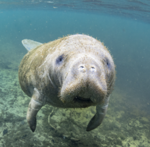 Close-up underwater shot of a manatee facing the camera, whiskers visible, algae on body.