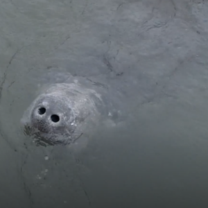 Close-up of a manatee's snout with two nostrils above murky water surface.