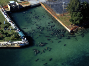 Crowded viewing platform along a pier overlooks a rectangular pond filled with numerous manatees.