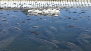 Group of jellyfish drifting just below the water surface in a calm blue sea near a wooden barrier/pier reflection above them.