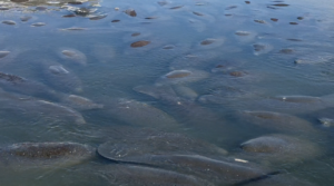 Many stingrays swimming just below the surface of clear blue water.