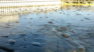 Dozens of stingrays glide just below the water’s surface near a concrete riverbank and a yellow boat in the background.