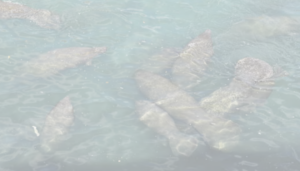 Underwater view showing several large dark shapes beneath turquoise water, likely marine animals wandering just below the surface.