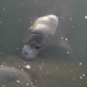 Close-up of a manatee's head emerging from dark water with bubbles around important details visible under the surface.