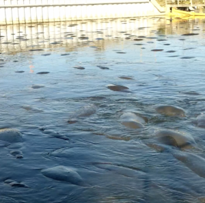 Several manatees surface and float in a calm marina pool near a concrete quay, with their backs visible above the water.